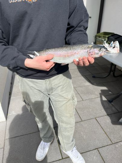 Regenbogenforelle