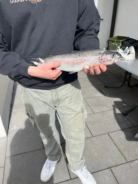 Regenbogenforelle
