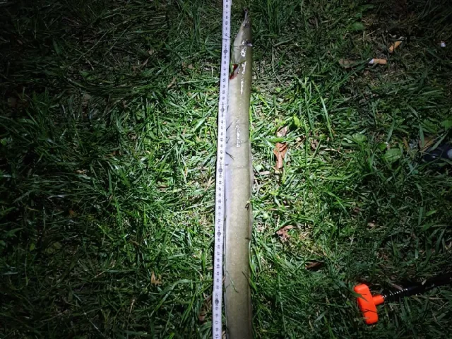 Aal