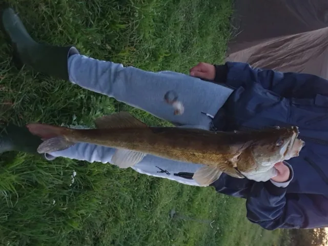 Zander