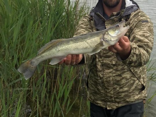 Zander