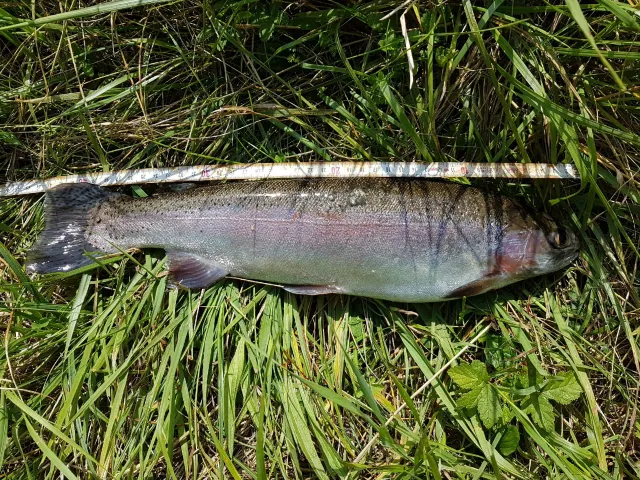 Regenbogenforelle