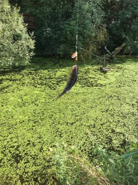Flussbarsch