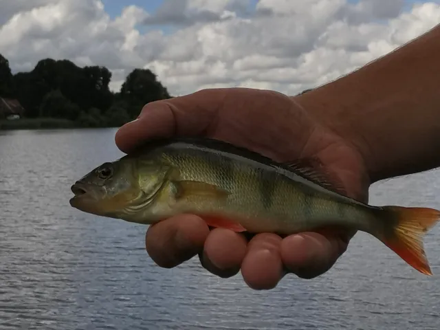 Flussbarsch