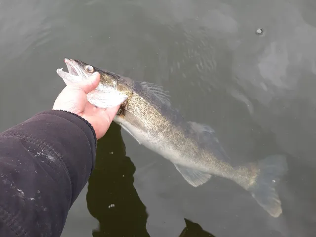 Zander