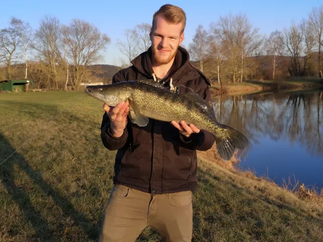 Zander