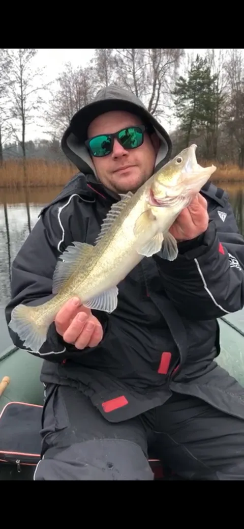 Zander