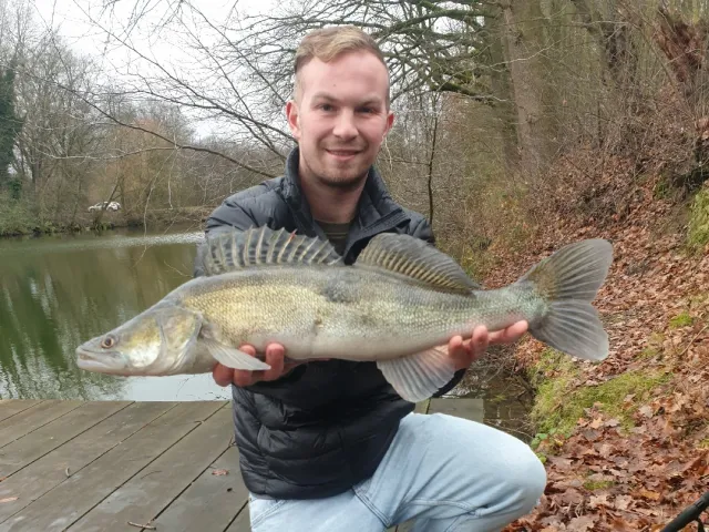 Zander