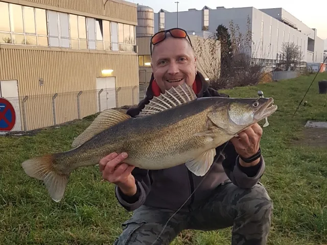 Zander