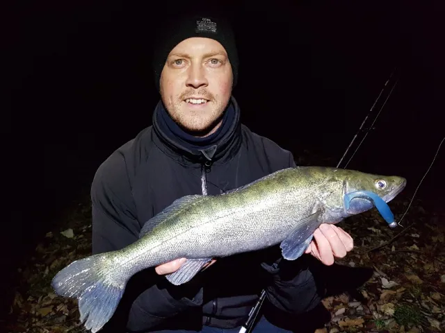 Zander