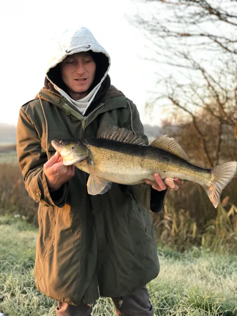 Zander