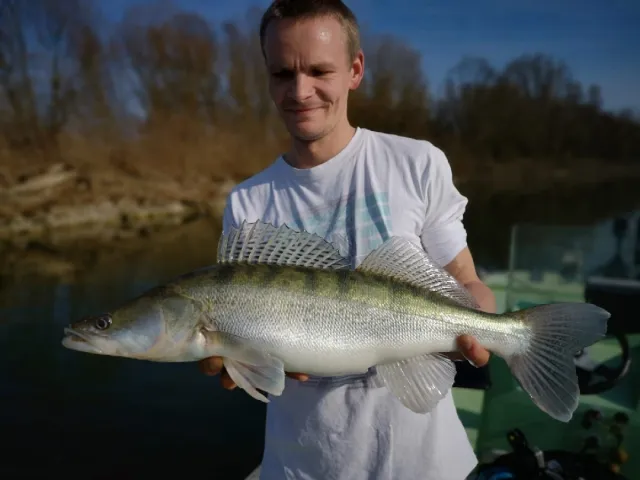 Zander