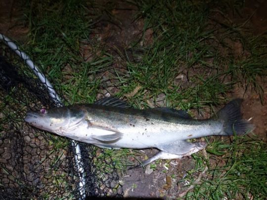 Zander