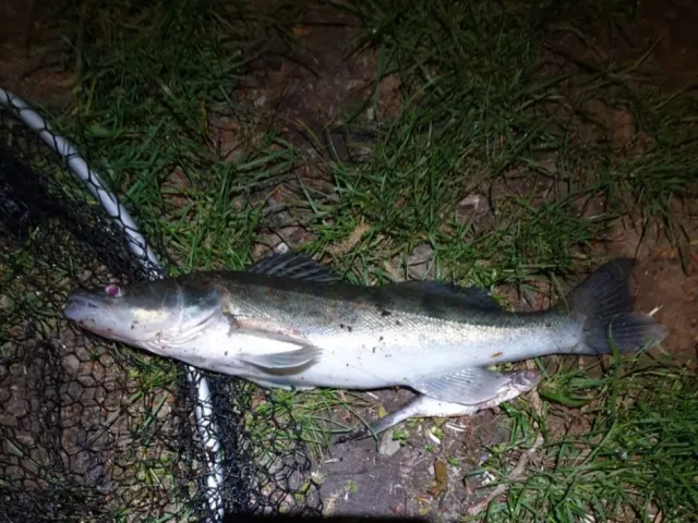 Zander