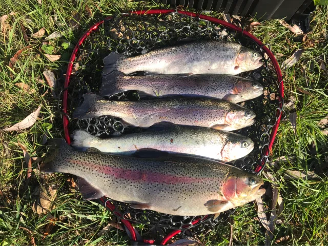 Regenbogenforelle