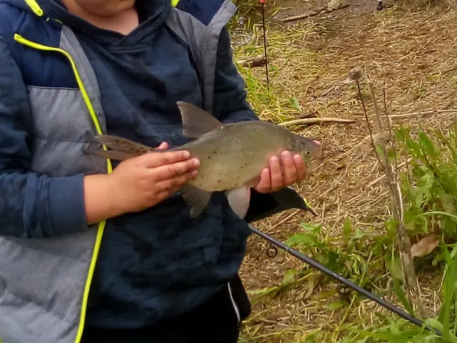 Brachse