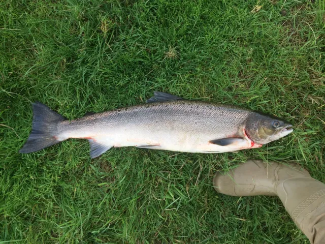Lachs