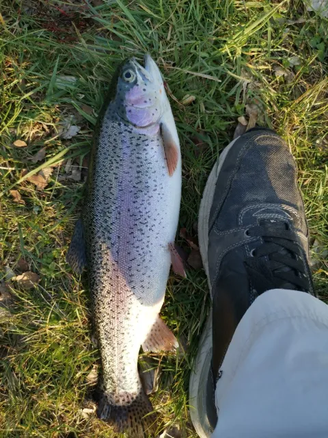 Regenbogenforelle