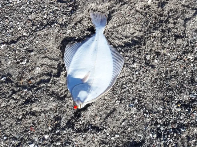 Flunder