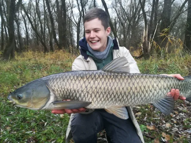 Graskarpfen