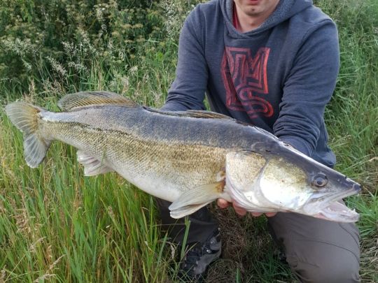Zander