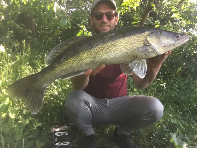 Zander