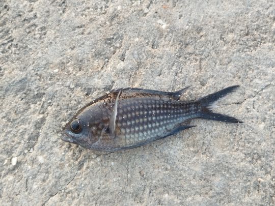 Barramundi