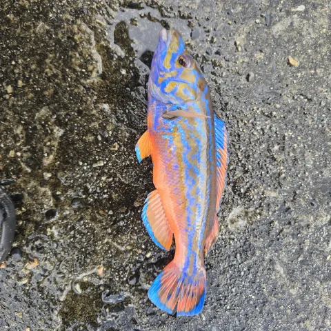 Lippfisch