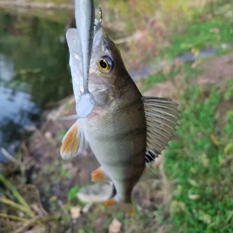 Flussbarsch