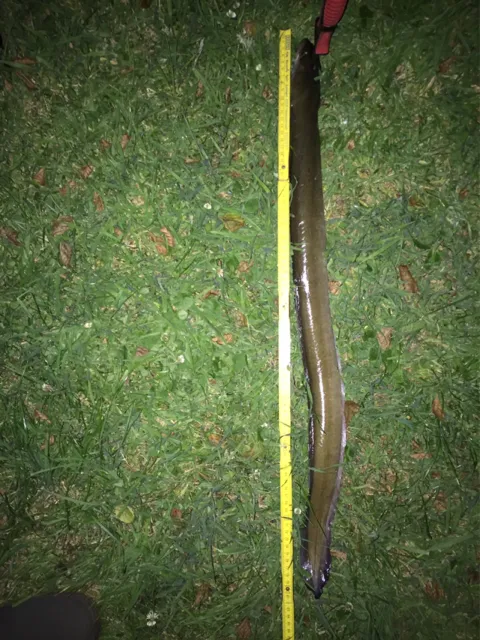 Aal