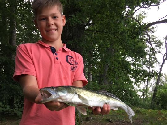 Zander