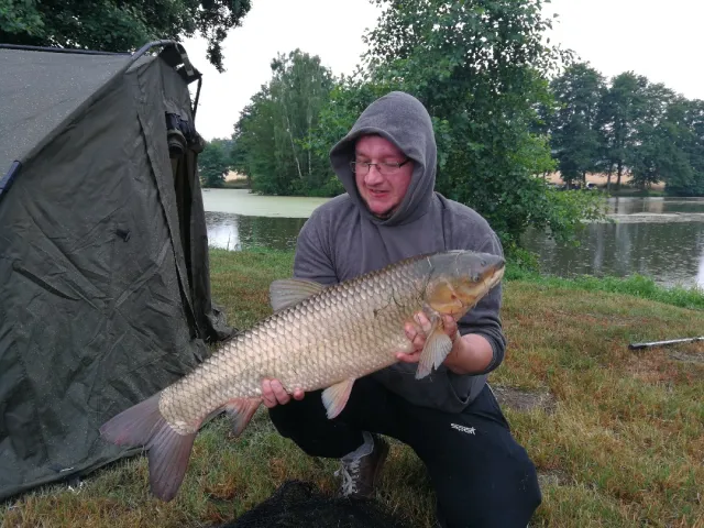 Graskarpfen