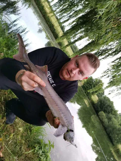 Stör