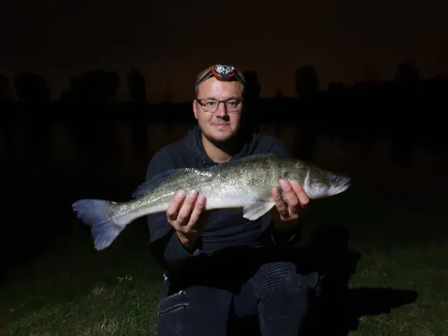 Zander