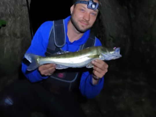 Zander