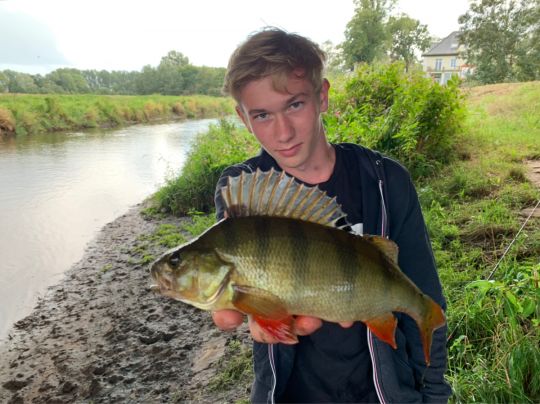 Flussbarsch