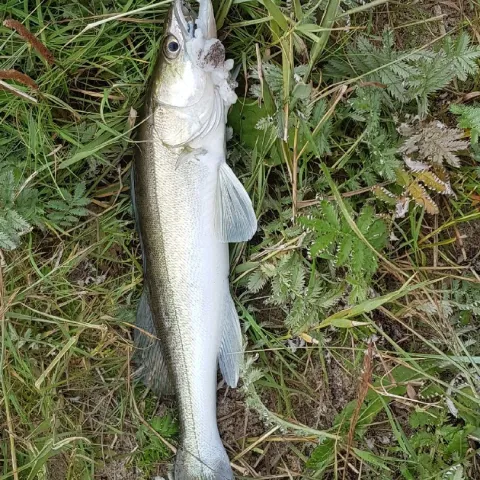Zander