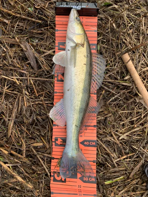 Zander