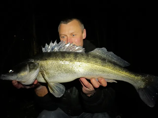 Zander