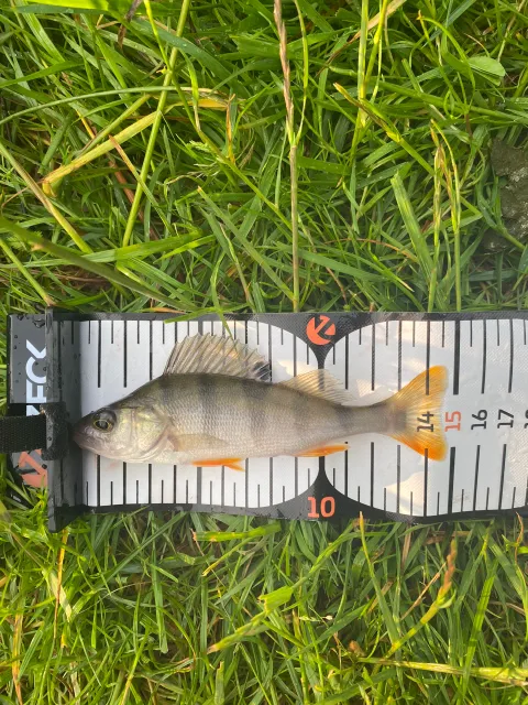 Flussbarsch