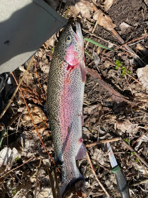 Regenbogenforelle