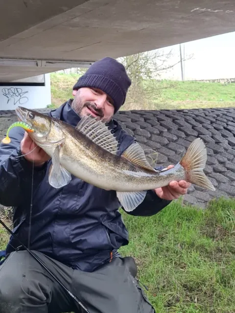 Zander