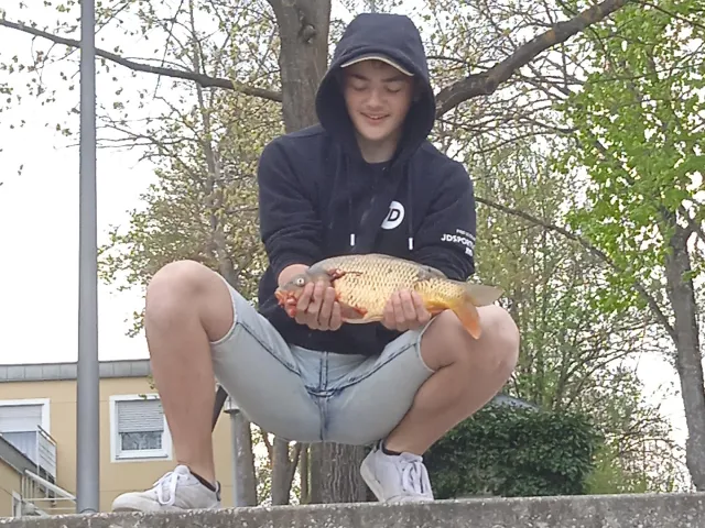 Karpfen