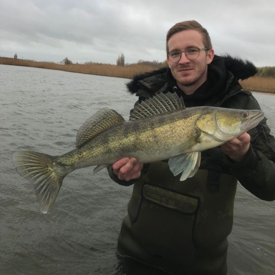Zander