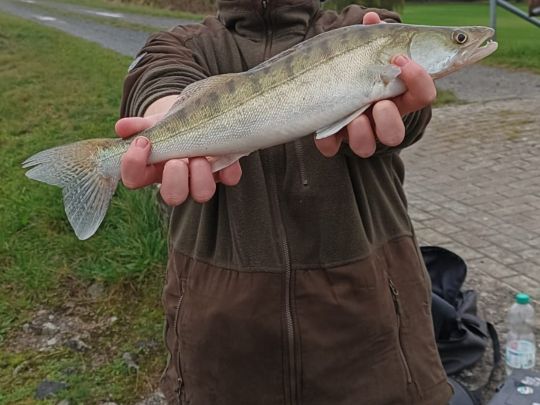Zander