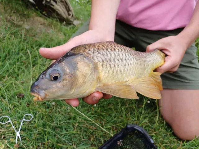Karpfen