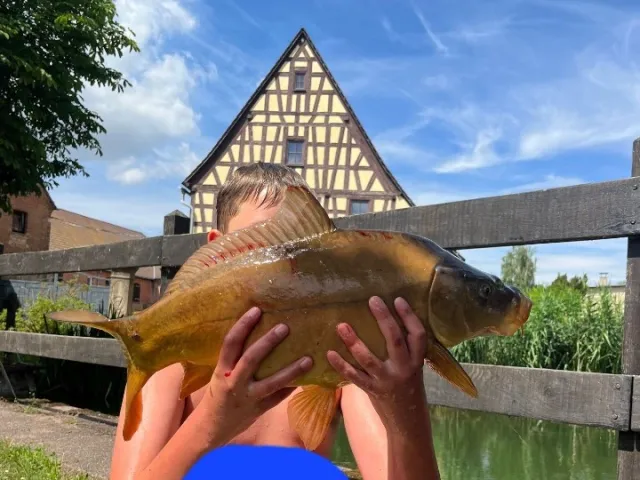 Karpfen