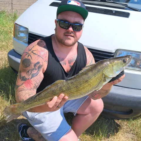 Zander