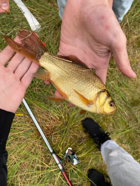 Goldfisch