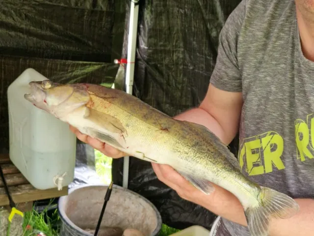 Zander